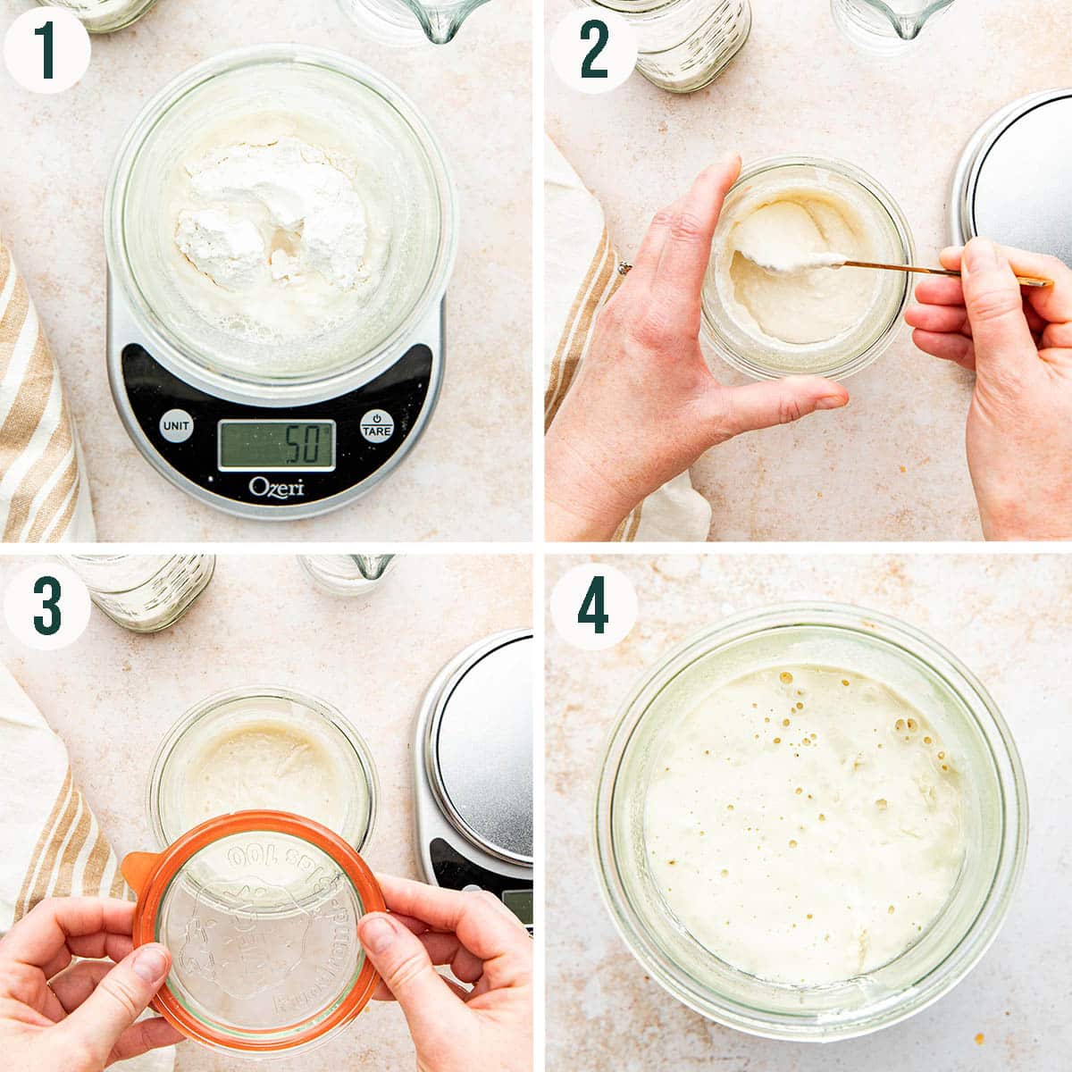 How to make sourdough starter steps 1 to 4, feeding and growing the starter.