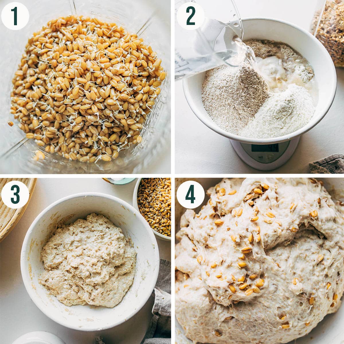 Sprouted bread steps 1 to 4, sprouted grains, mixing the dough, and after folding.